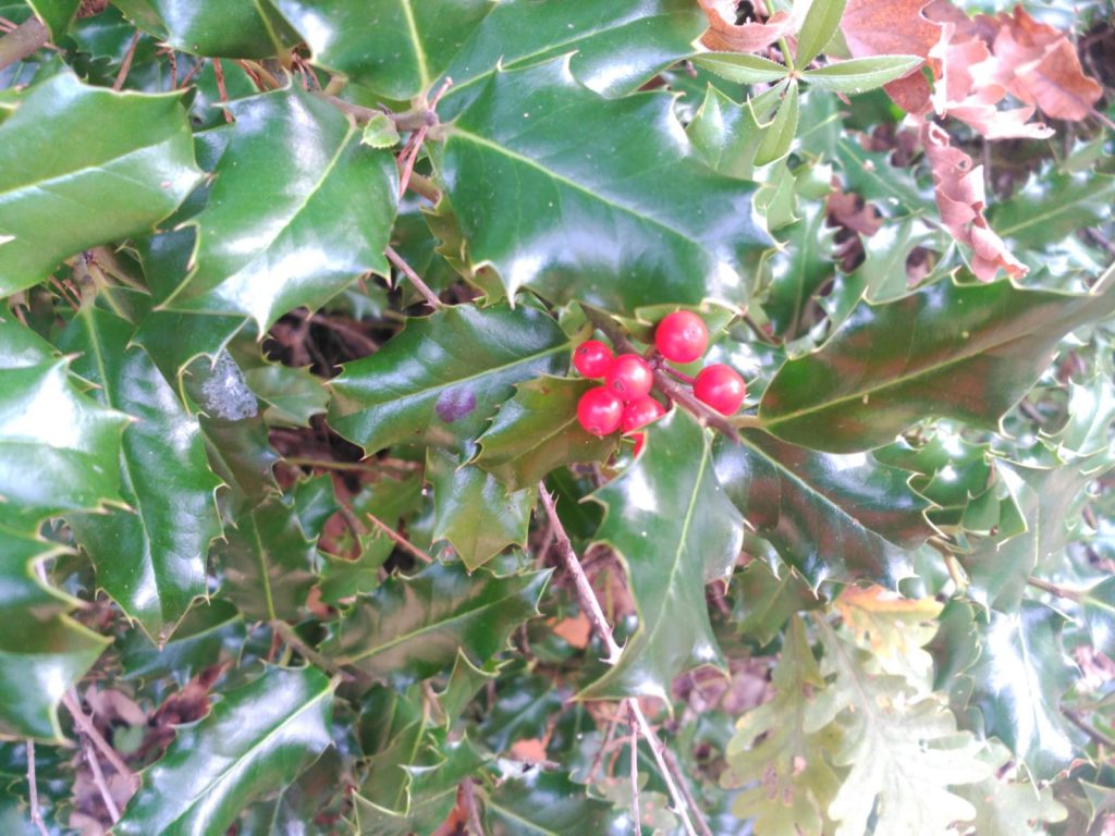 Rastres i vegetació de Prades