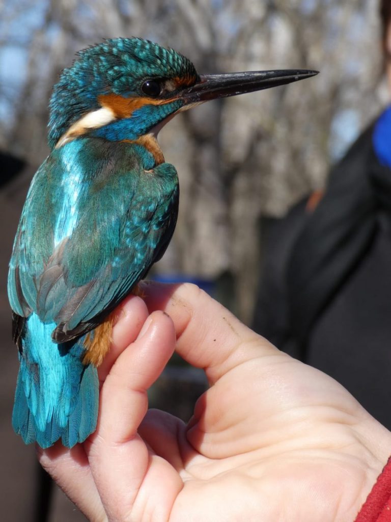 Blauets, merles, malleregues i Tallarols de casquet. Anellament d'ocells al parc de la Mitjana