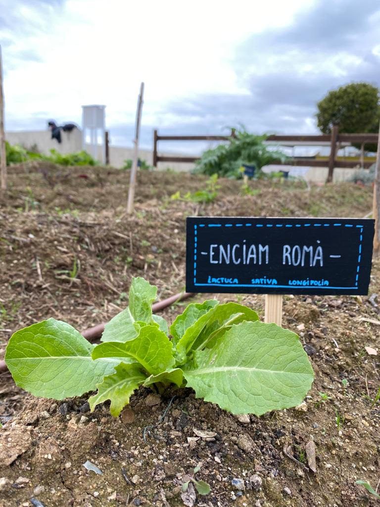 Estrenem els cartells de l'hort!